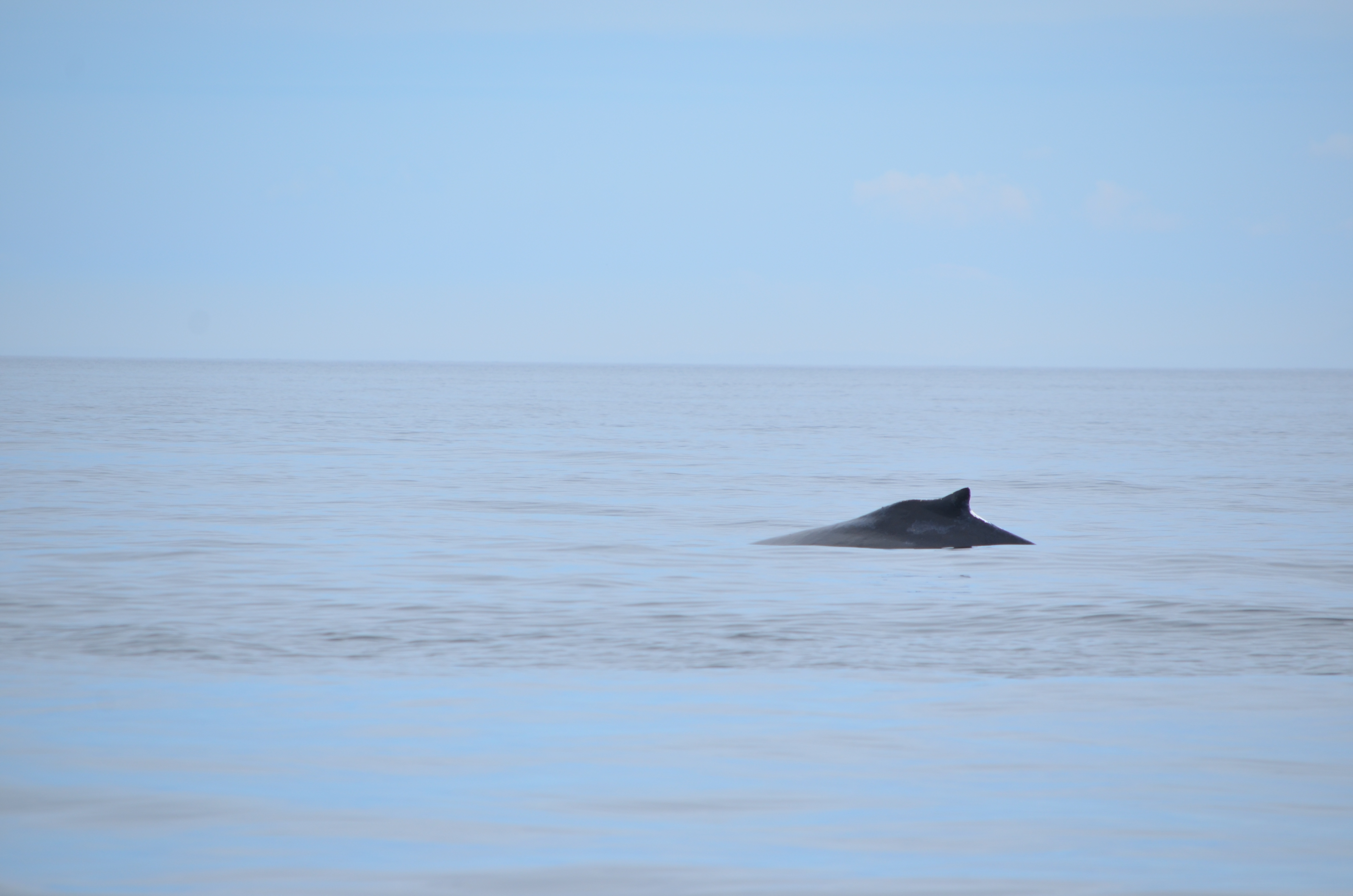 photos/wildlife/Mammal_Species/Humpback Whale/DSC_0096.JPG